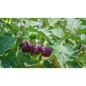 Brinjal (13)-1878653-54620.webp